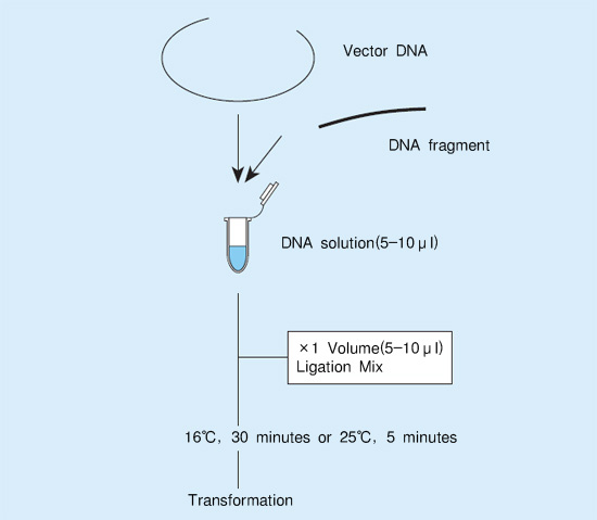takara dna ligation kit mighty mix 6023